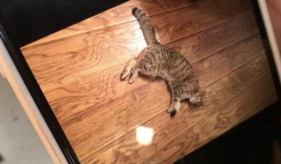 ​宠物猫做完绝育手术后死亡，猫主人提出质疑！院方：我也很纳闷