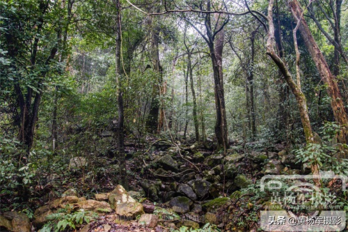 江西于都屏山牧场的多彩风光,清幽安静的山林很适合散心,看咋样