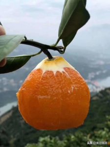 ​秭归－－中国脐橙之乡