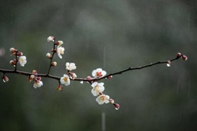 ​古诗共赏（5） 唐·张谓《早梅》