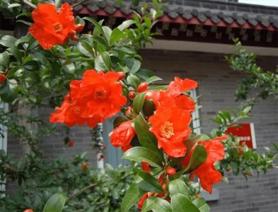 ​五月的寓意和象征(五月有什么美好的寓意)