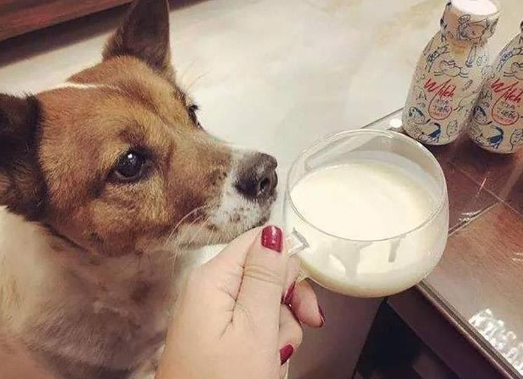 狗狗皮肤痒痒怎么治疗（家里狗止痒方法小妙招）