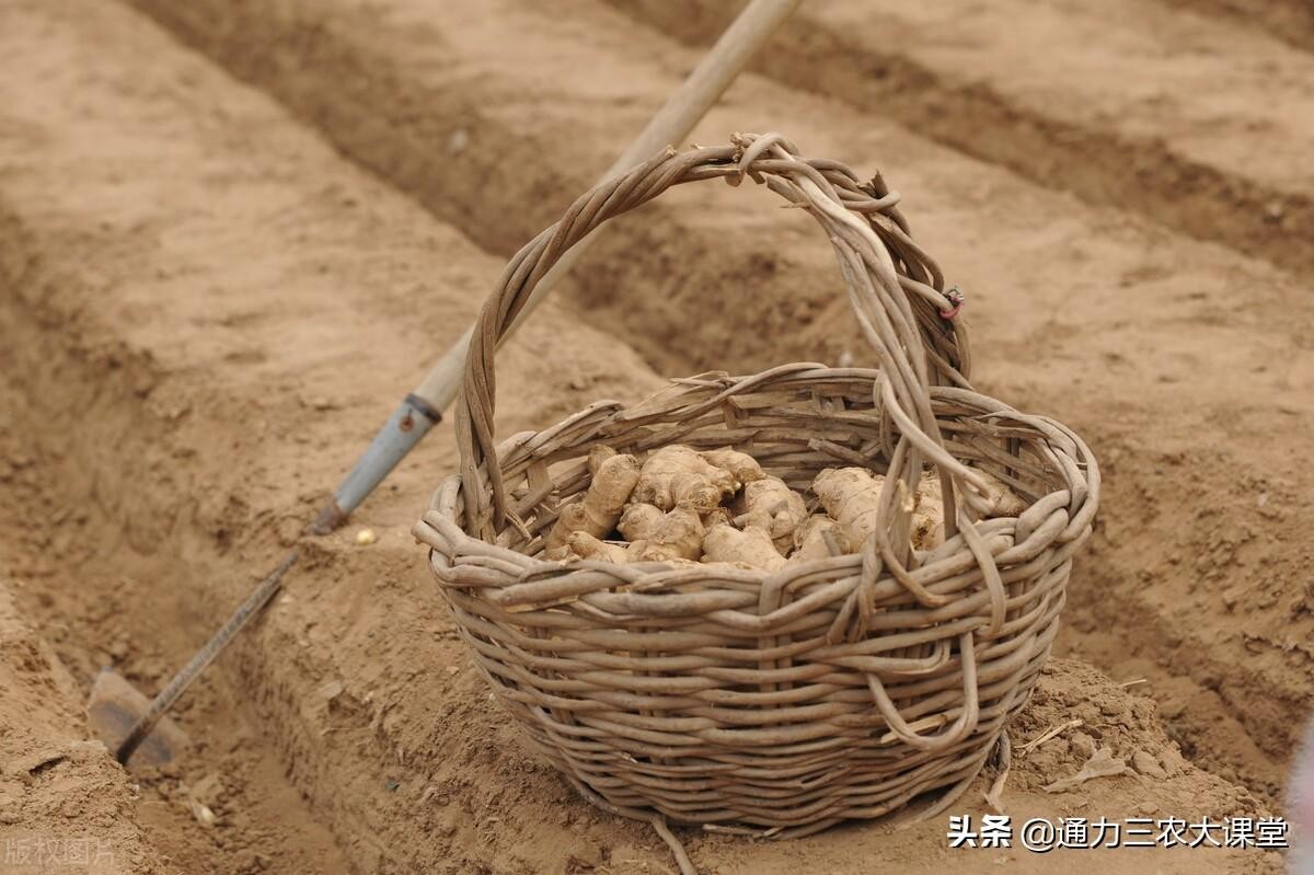 生姜打什么叶面肥（种生姜用什么肥料最合适）