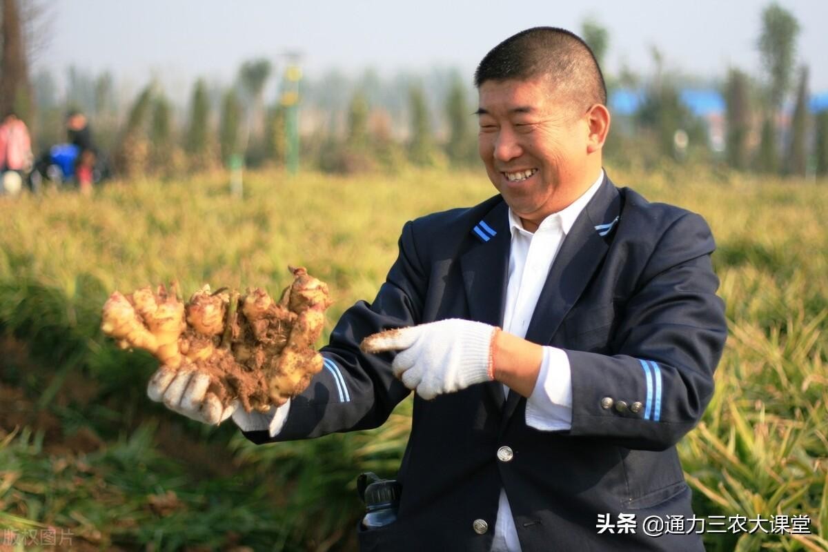 生姜打什么叶面肥（种生姜用什么肥料最合适）