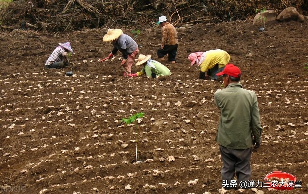 生姜打什么叶面肥（种生姜用什么肥料最合适）