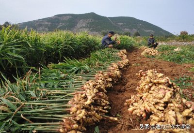 ​生姜打什么叶面肥（种生姜用什么肥料最合适）