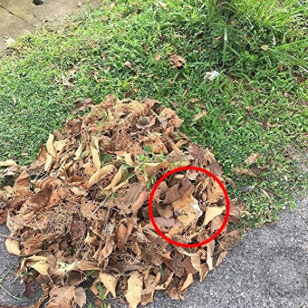 找一找，你能找到图片中的猫咪么？考眼力的时候到了