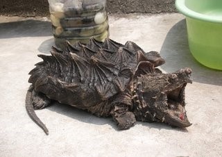 这只乌龟的咬合力超过狮子,它到底什么来路