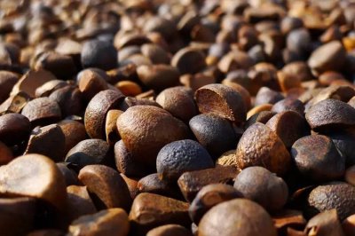 ​都说茶籽好，茶籽到底是个什么鬼？