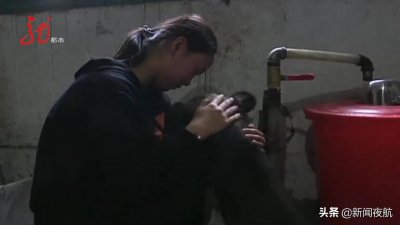 ​还记得那只“汤姆”熊吗？找不到妈妈跟着人类回了家！爱卖萌，爱撒娇的它在动