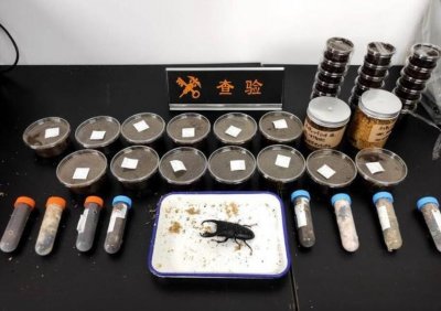 ​日本包裹！海关查获44只甲虫 生物入侵工具：最漂亮甲虫黄金鬼锹甲