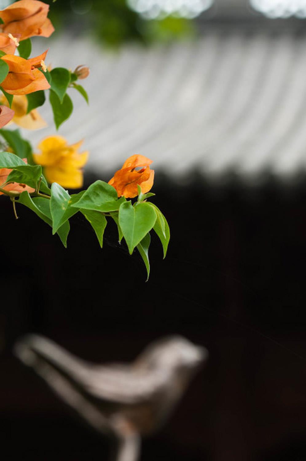 三角梅 三角梅