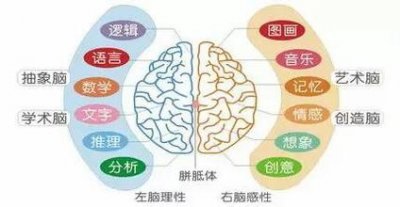 ​左右脑分工？研究称这个说法很扯