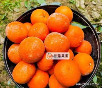 ​2月25日柑橘行情：沃柑价格保持稳定，砂糖橘价格下滑
