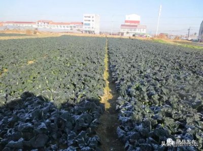 ​绽放的“奇葩”——“泡泡青”一道不可辜负的随州特色美蔬