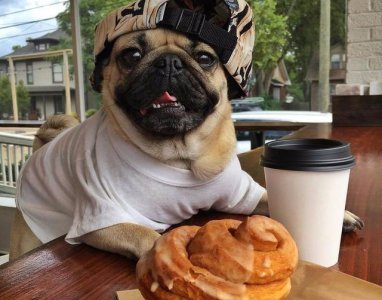 ​八哥犬吃什么食物（八哥犬怎么养吃什么）