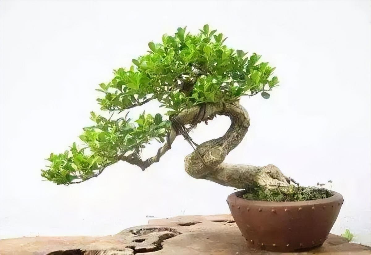 家里为什么不能栽黄杨(黄杨能不能种在院子里)