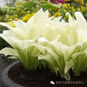 ​花卉百科  玉簪，花园中冰清玉洁的花仙子~它能点亮你的家