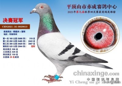 ​从丑小鸭到白天鹅，决赛上演完美逆袭，盘点各地公棚比赛逆袭黑马