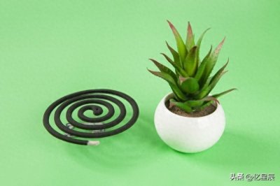 ​你绝不知道蚊子的末日，哪些植物可以具有驱蚊的效果