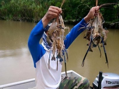 ​湄公河罗氏虾泛滥、长成手臂大小，白菜价出口中国，却惨吃闭门羹