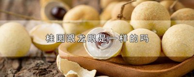 ​桂圆跟龙眼是一样的吗