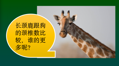 ​长颈鹿的颈椎数和狗的颈椎数目一样多吗_长颈鹿颈椎数根狗比较的话哪个更多