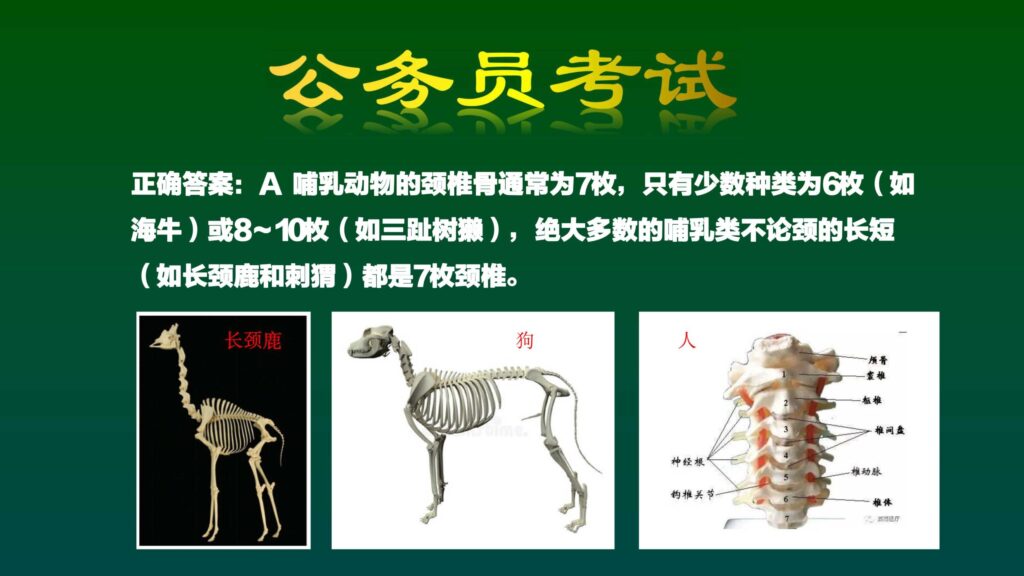 长颈鹿的颈椎数和狗的颈椎数目一样多吗_长颈鹿颈椎数根狗比较的话哪个更多