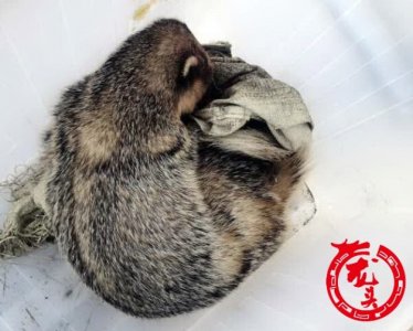 ​狗獾子是几级保护动物 警民联手救下国家二级濒危保护动物“狗獾”