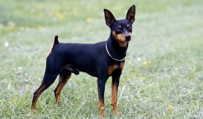 ​为什么“小鹿犬”越来越火？网友：养过就不想换了