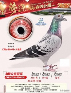 ​吹出来的冠军？分速超两千，盘点公棚开挂的神奇小鸟