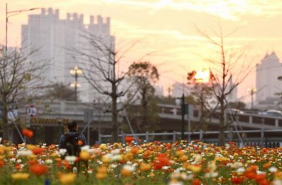 ​广州11区花市指南！除了逛现场，AI花市大师年花还可配送到家