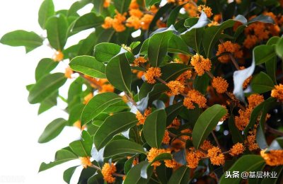 ​丹桂与金桂如何分辨，有哪些用途