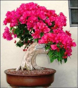 ​顶级盆景38款