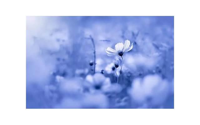 女人犯桃花劫什么表现 女人犯桃花劫什么表现