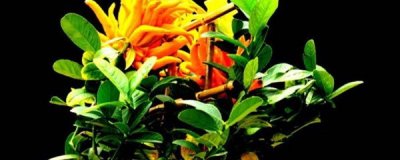 ​佛手花怎么养