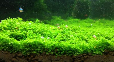 ​迷你矮珍珠应该怎么养,下面小编来告诉大家吧