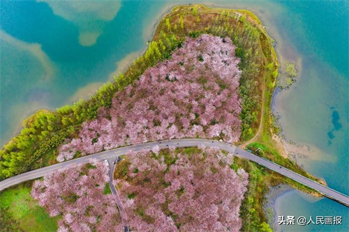 空中俯瞰平坝万亩樱花园，壮哉！美哉！