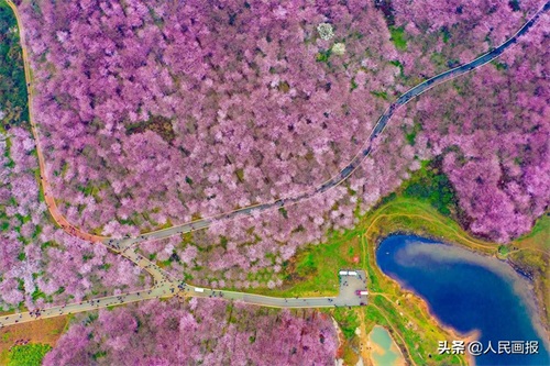 空中俯瞰平坝万亩樱花园，壮哉！美哉！