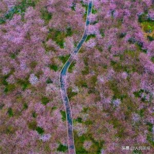 ​空中俯瞰平坝万亩樱花园，壮哉！美哉！