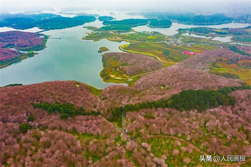 空中俯瞰平坝万亩樱花园，壮哉！美哉！
