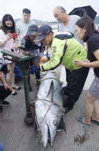 ​长2.2米、重210斤的马鲛鱼，你见过没？舟山有人钓到了