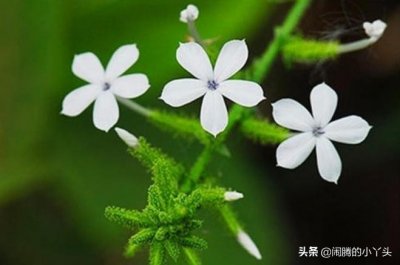 ​白花丹花白色，白雪花作用大