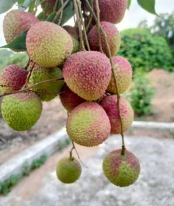 ​九分甜一丝酸，茂名化州“妃子笑”美味出圈