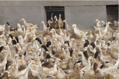 ​鸭子几个月开始下蛋(鸭子多久下蛋)