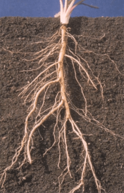 维管组织名词解释(维管组织包括什么)