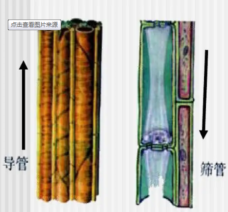 维管组织名词解释(维管组织包括什么)