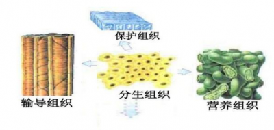 ​维管组织名词解释(维管组织包括什么)