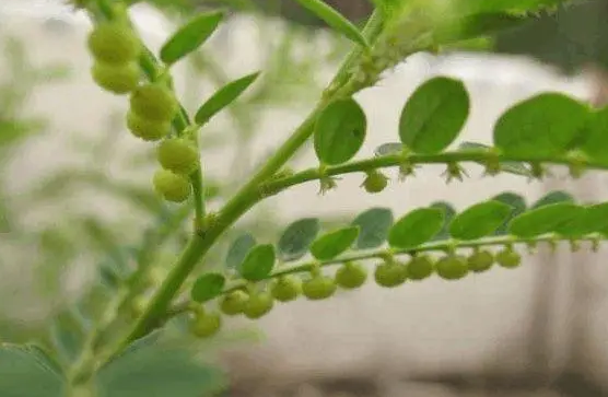 维管组织名词解释(维管组织包括什么)