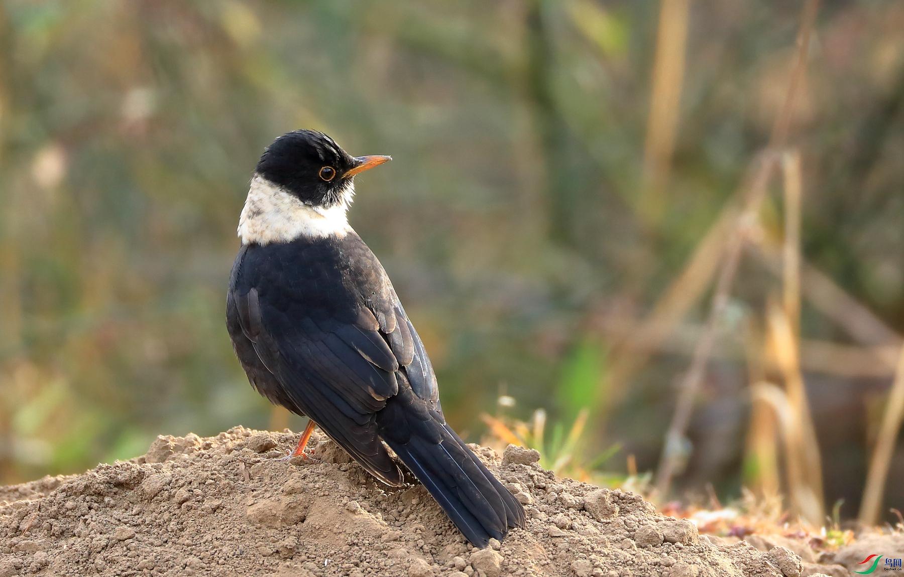 翁姑指什么人(翁姑是什么意思)